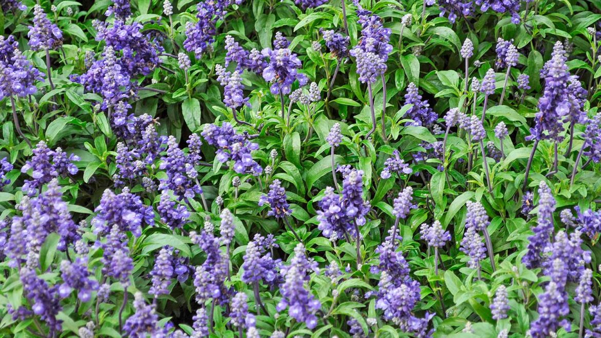 Sage – Salvia Officinalis