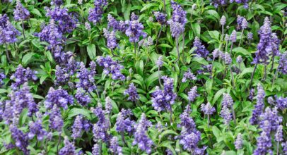 Sage – Salvia Officinalis