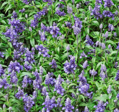 Sage – Salvia Officinalis