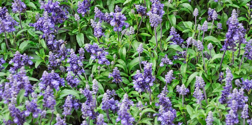 Sage – Salvia Officinalis