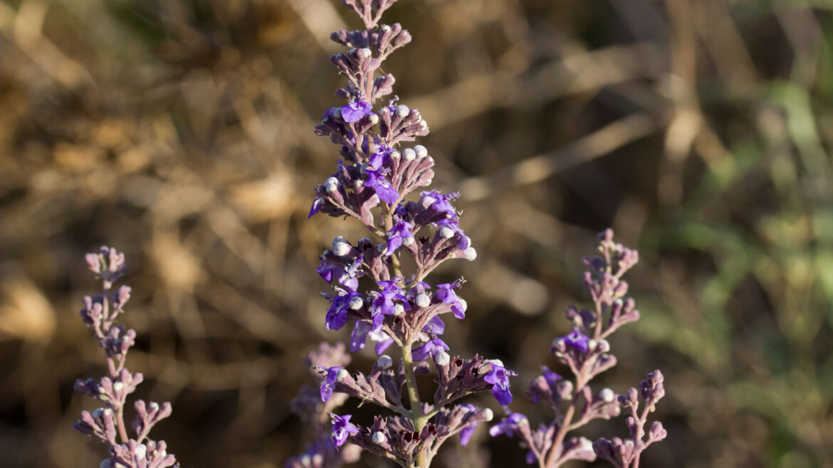 Chasteberry – Vitex Agnus – Castus