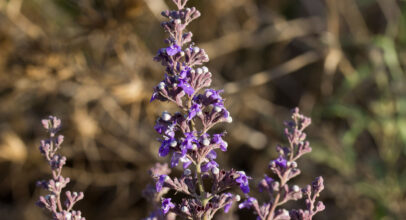 Chasteberry – Vitex Agnus – Castus