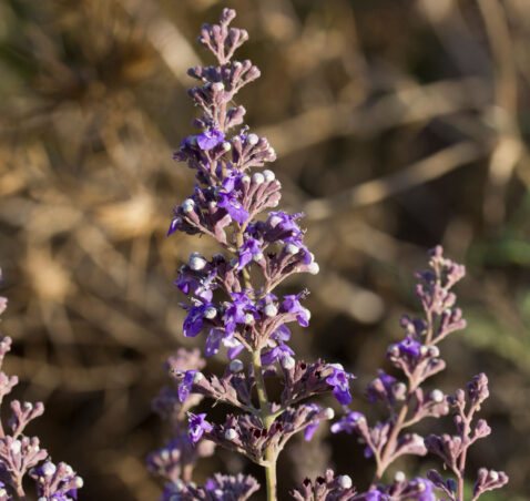 Chasteberry – Vitex Agnus – Castus