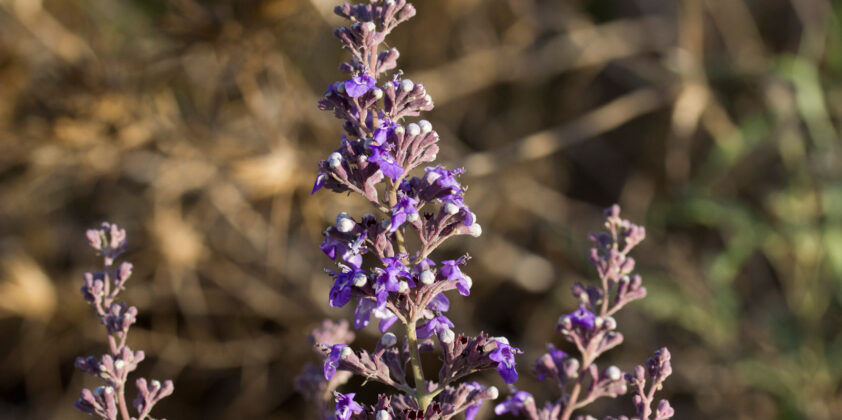 Chasteberry – Vitex Agnus – Castus