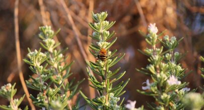 Rosemary – Salvia Rosmarinus