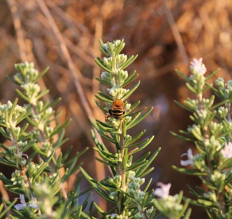 Rosemary – Salvia Rosmarinus