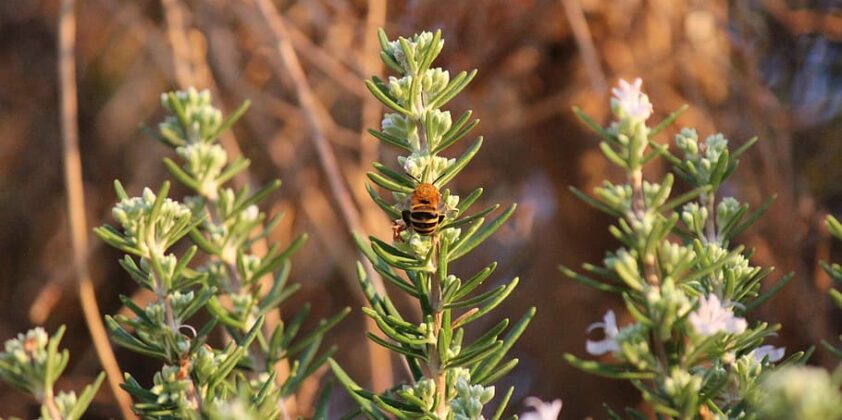 Rosemary – Salvia Rosmarinus