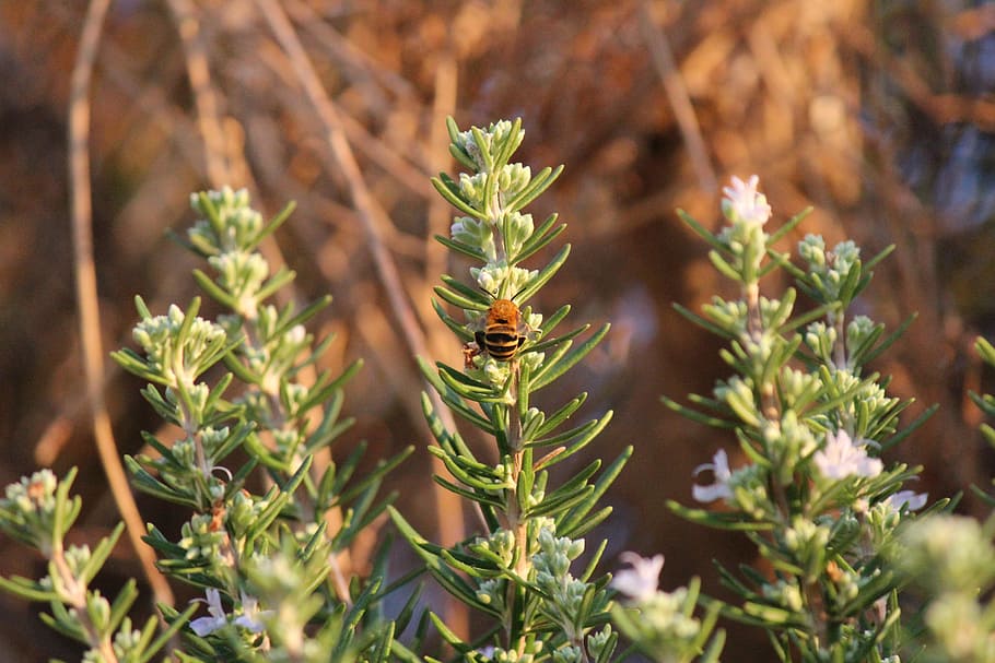 Rosemary – Salvia Rosmarinus