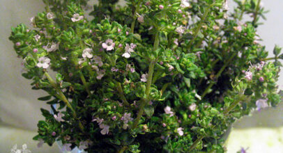 Thymus Vulgaris – Thyme