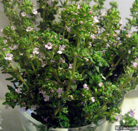 Thymus Vulgaris – Thyme