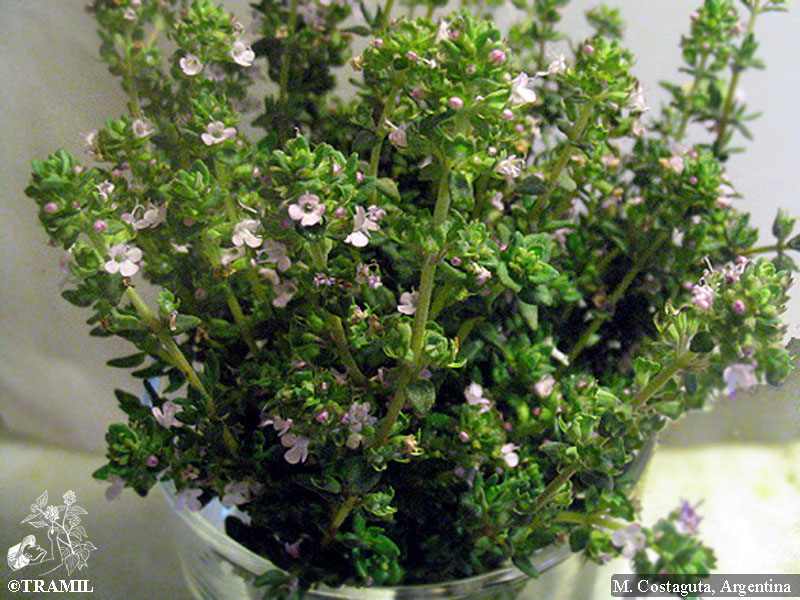 Thymus Vulgaris – Thyme