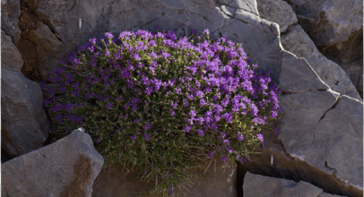 Thymus Capitatus – Conehead Thyme