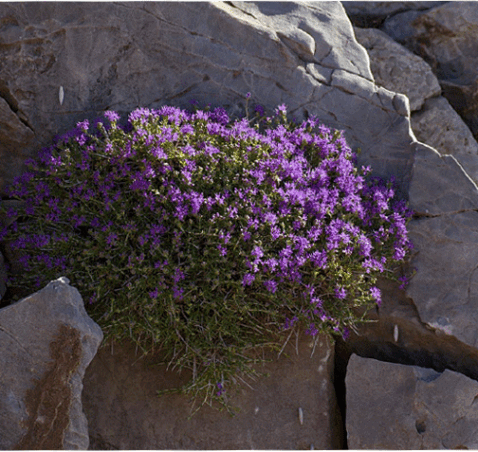 Thymus Capitatus -Conehead Thyme