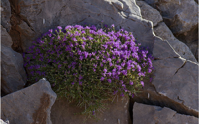 Thymus Capitatus -Conehead Thyme