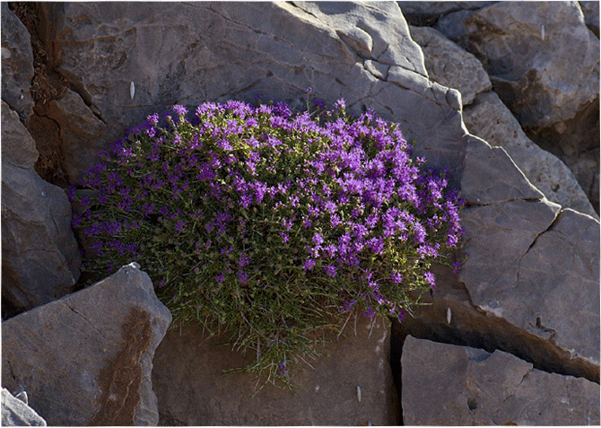 Thymus Capitatus -Conehead Thyme