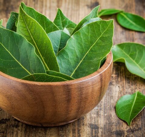 Laurus Nobilis – Bay Leaf – Dafine