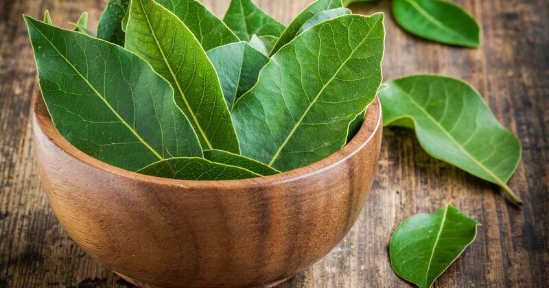 Laurus Nobilis – Bay Leaf – Dafine