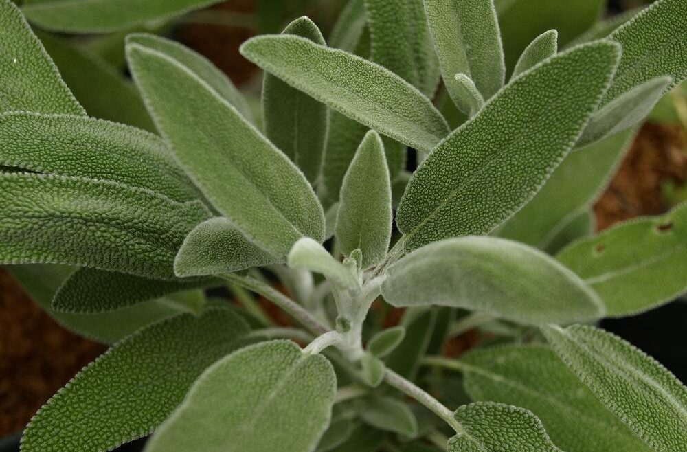 Salvia Fruticosa – Greek Sage