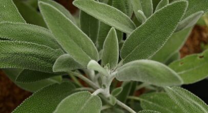 Salvia Fruticosa – Greek Sage