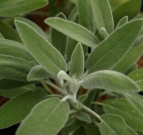 Salvia Fruticosa – Greek Sage