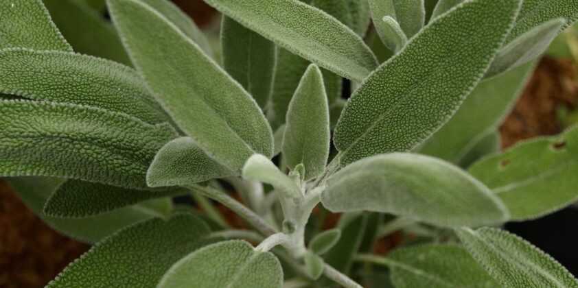 Salvia Fruticosa – Greek Sage