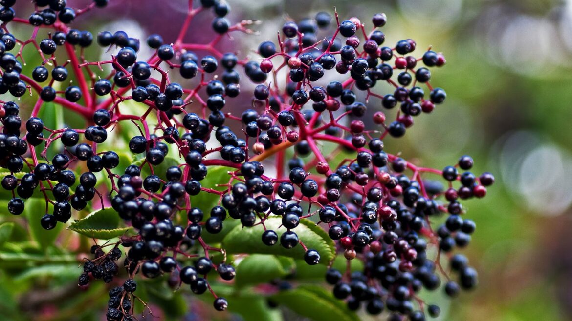 Elderberry – sambucus nigra