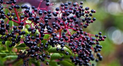 Elderberry – sambucus nigra