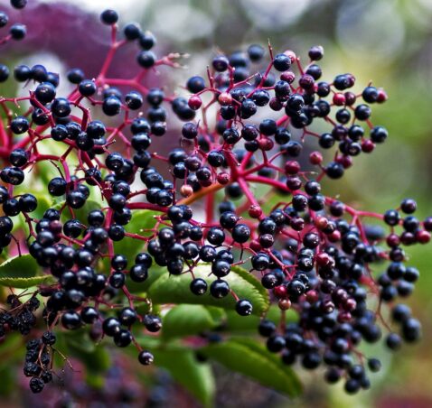 Elderberry – sambucus nigra