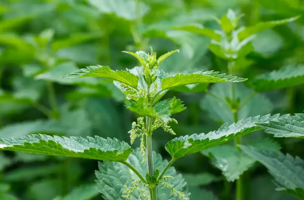 Nettle – Urtica Dioica