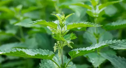 Nettle – Urtica Dioica