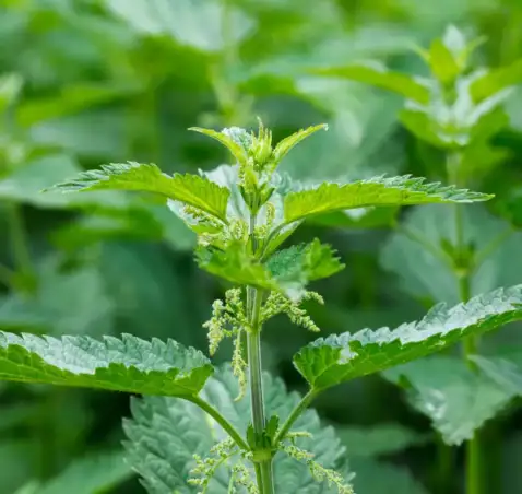 Nettle – Urtica Dioica