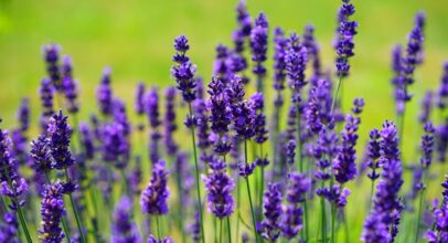 English lavender – Lavandula Angustifolia