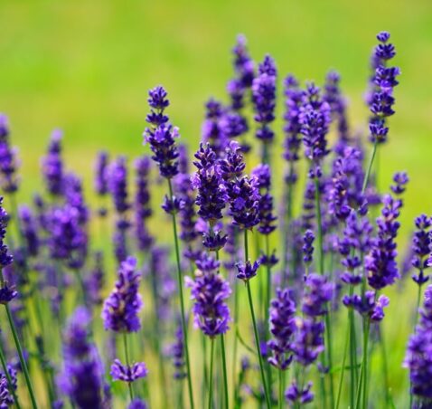 English lavender – Lavandula Angustifolia