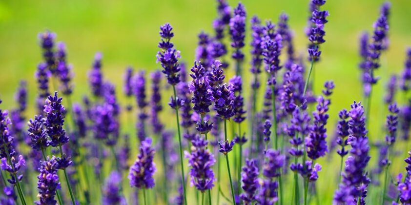 English lavender – Lavandula Angustifolia