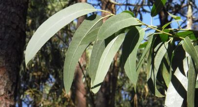 Eucalyptus – Eukalipt