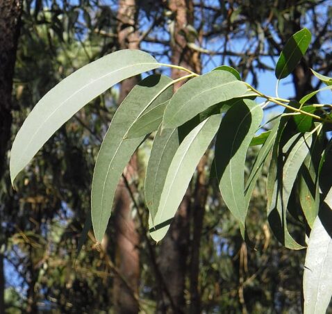 Eucalyptus – Eukalipt