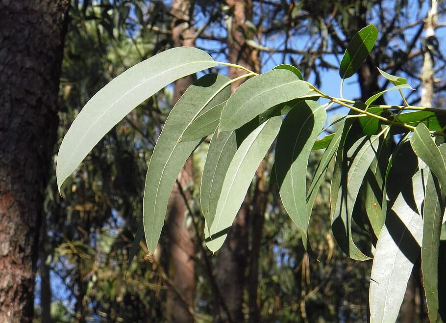 Eucalyptus – Eukalipt