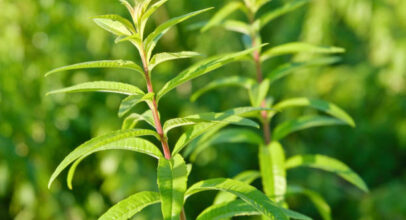 Lemon beebrush – lemon verbena