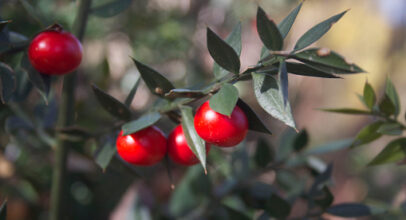 Butcher’s Broom – Ruscus Aculeatus