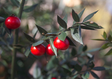 Butcher’s Broom – Ruscus Aculeatus