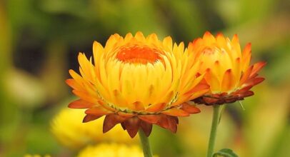 Italian strawflower – Helychrisium