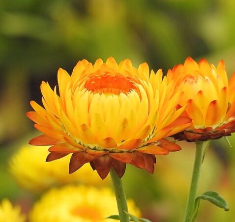 Italian strawflower – Helychrisium