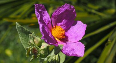 Rock Rose – Cistus Incanus