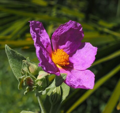 Rock Rose – Cistus Incanus