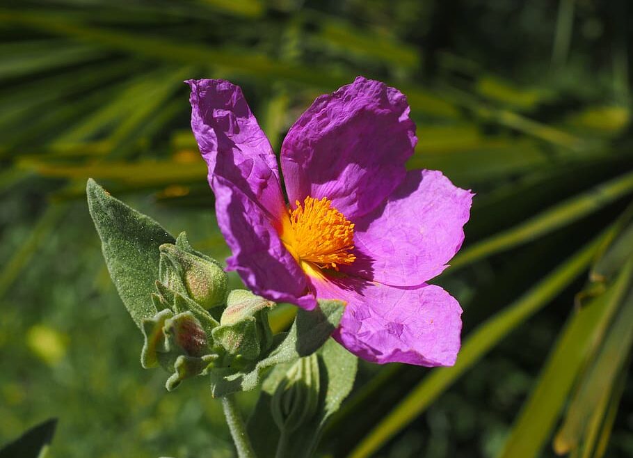 Rock Rose – Cistus Incanus